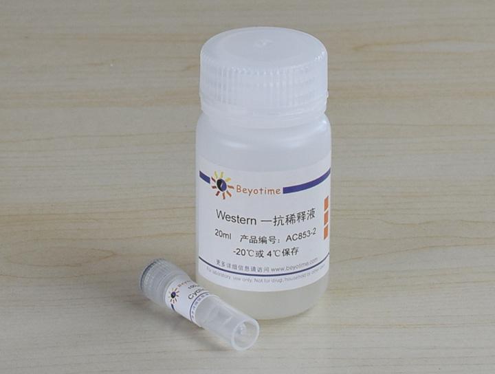 Cyclin D1抗体(小鼠单抗)